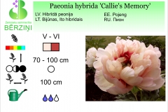Paeonia hybrida Callie's Memory1