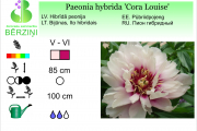 Paeonia hybrida Cora Louise
