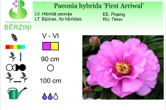 Paeonia hybrida First Arriwal