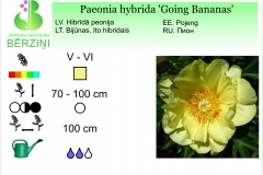 Paeonia hybrida Going Bananas