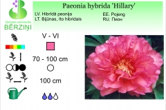 Paeonia hybrida Hillary