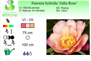 Paeonia hybrida Julia Rose