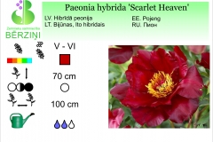 Paeonia hybrida Scarlet Heaven