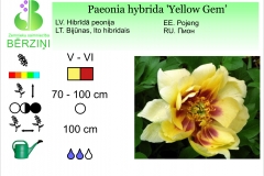 Paeonia hybrida Yellow Gem