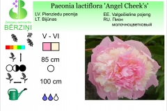 Paeonia lactiflora Angel Cheek's