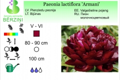 Paeonia lactiflora Armani