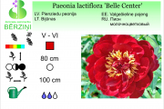 Paeonia lactiflora Belle Center
