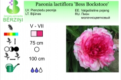 Paeonia lactiflora Bess Bockstoce