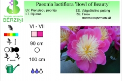 Paeonia lactiflora Bowl of Beauty