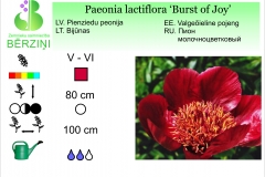 Paeonia lactiflora Burst of Joy