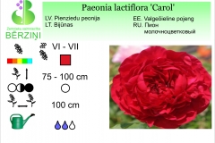 Paeonia lactiflora Carol