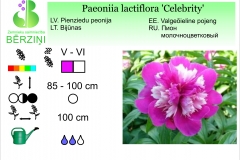 Paeonia lactiflora Celebrity