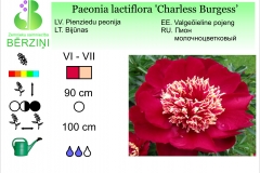 Paeonia lactiflora Charless Burgess