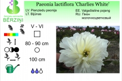 Paeonia lactiflora Charlies White