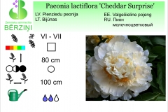 Paeonia lactiflora Cheddar Surprise
