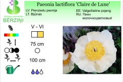 Paeonia lactiflora Claire de Lune