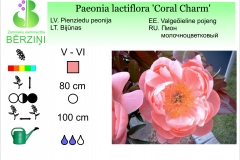 Paeonia lactiflora Coral Charm