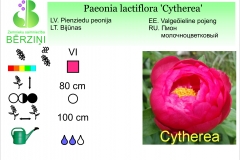 Paeonia lactiflora Cytherea