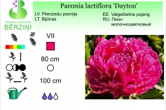 Paeonia lactiflora Dayton