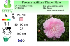 Paeonia lactiflora Dinner Plate