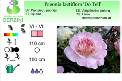 Paeonia lactiflora Do Tell
