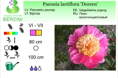 Paeonia lactiflora Doreen