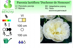 Paeonia lactiflora Duchesse de Nemours