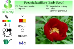 Paeonia lactiflora Early Scout