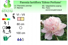 Paeonia lactiflora Edens Perfume