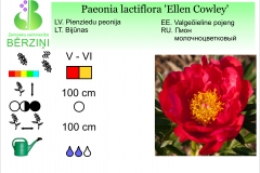 Paeonia lactiflora Ellen Cowley