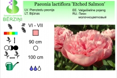Paeonia lactiflora Etched Salmon