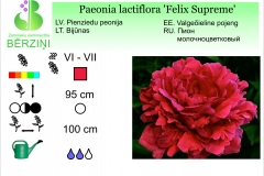 Paeonia lactiflora Felix Supreme