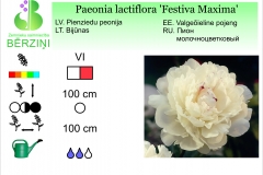 Paeonia lactiflora Festiva Maxima