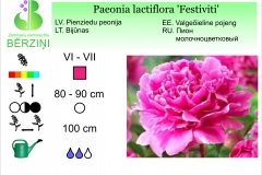 Paeonia lactiflora Festiviti