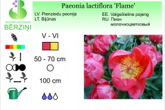 Paeonia lactiflora Flame