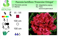 Paeonia lactiflora Francoise Ortegat