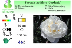 Paeonia lactiflora Gardenia