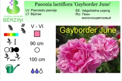 Paeonia lactiflora Gayborder June