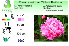 Paeonia lactiflora Gilbert Barthelot