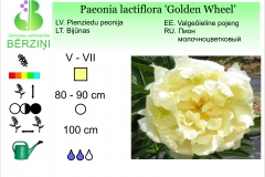 Paeonia lactiflora Golden Whell