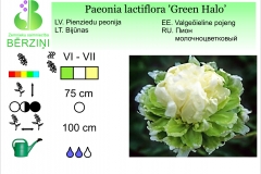 Paeonia lactiflora Green Halo
