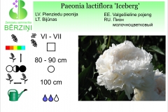 Paeonia lactiflora Iceberg