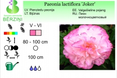 Paeonia lactiflora Joker
