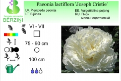 Paeonia lactiflora Joseph Cristie
