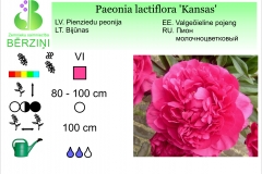 Paeonia lactiflora Kansas