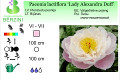 Paeonia lactiflora Lady Alexandra Duff