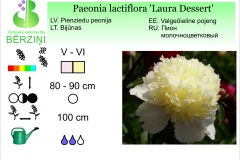 Paeonia lactiflora Laura Dessert