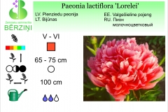 Paeonia lactiflora Lorelei