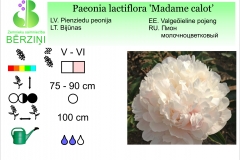 Paeonia lactiflora Madame Calot