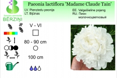 Paeonia lactiflora Madame Claude Tain